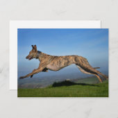 Carte Postale Courir Brindled Lurcher Greyhound Cross (Devant / Derrière)