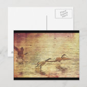 Carte Postale Courir des canards (Devant / Derrière)