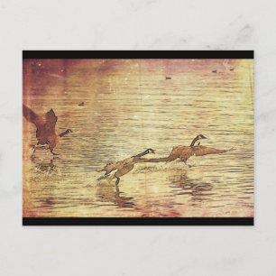 Carte Postale Courir des canards