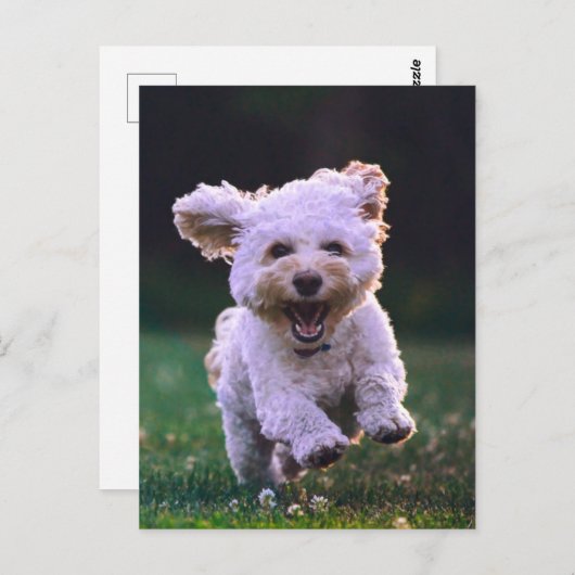 Carte Postale Courir un chien blanc de caniche mignon chien (Devant / Derrière)