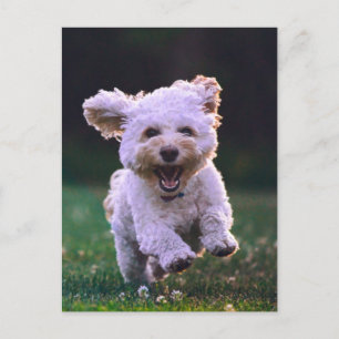 Carte Postale Courir un chien blanc de caniche mignon chien