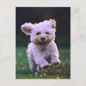 Carte Postale Courir un chien blanc de caniche mignon chien (Devant)