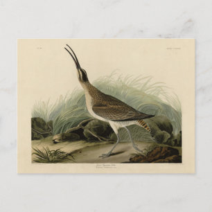 Carte Postale Courlis des Grands Esquimaux (Hudsonian) Audubon B
