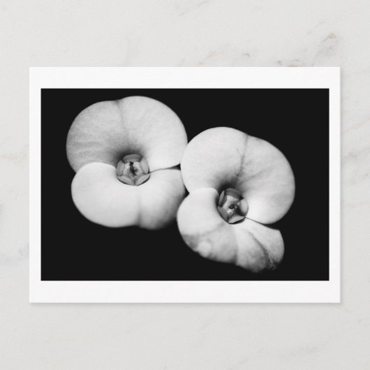 Carte Postale couronne d'épines (Devant)