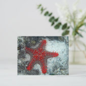 Carte Postale Couronne des étoiles de mer d'épines sur le récif (Debout devant)