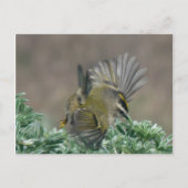 Carte postale Couronne dorée (Devant)