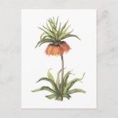 Carte Postale couronne impériale (Fritillaria impérialis) par Re (Devant)