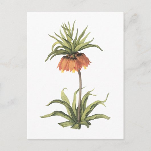 Carte Postale couronne impériale (Fritillaria impérialis) par Re (Devant)