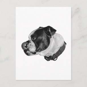 Carte Postale Courrier Calme Bouledogue