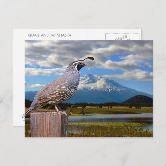 CARTE POSTALE COURRIER ET MT SHASTA (Devant / Derrière)