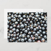 Carte Postale Cours noirs fraîchement cueillis (Devant / Derrière)