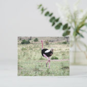 Carte Postale course à l'autruche (Debout devant)