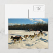 Carte Postale Course de chiens de traîneau Iditarod Trail (Devant / Derrière)