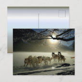 Carte Postale Course de traîneau à chiens Husky de l'Alaska (Devant / Derrière)