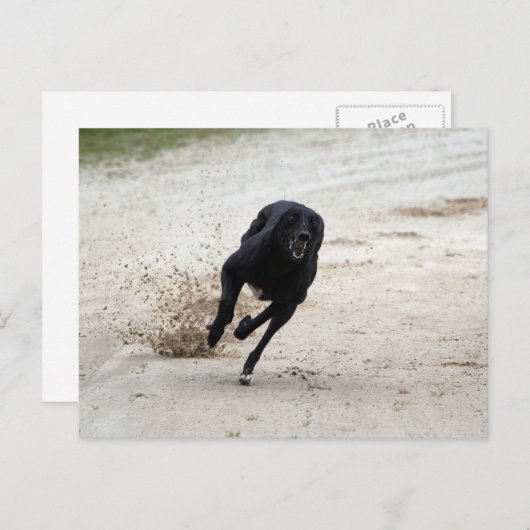Carte Postale course greyhound (Devant / Derrière)