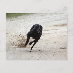 Carte Postale course greyhound