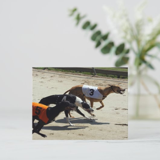 Carte Postale course greyhound (Debout devant)