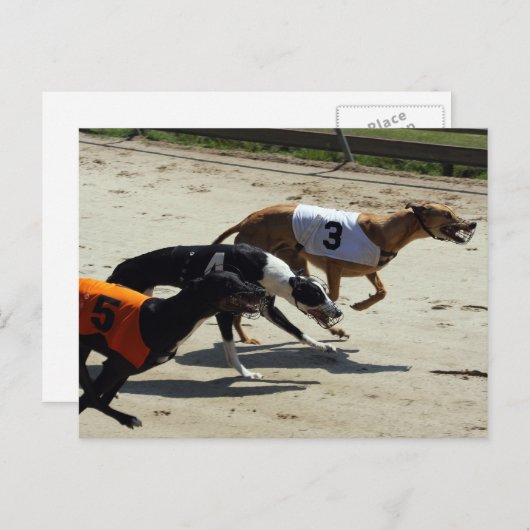 Carte Postale course greyhound (Devant / Derrière)