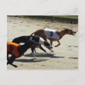 Carte Postale course greyhound (Devant)