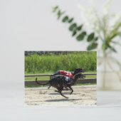 Carte Postale course greyhound (Debout devant)