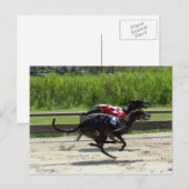 Carte Postale course greyhound (Devant / Derrière)