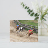 Carte Postale course greyhound (Debout devant)