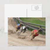 Carte Postale course greyhound (Devant / Derrière)