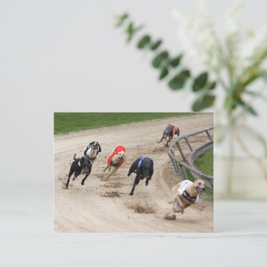 Carte Postale course greyhound (Debout devant)