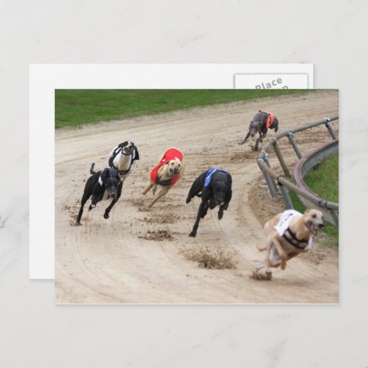 Carte Postale course greyhound (Devant / Derrière)