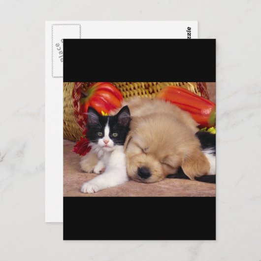 Carte Postale Coussin Kitten (Devant / Derrière)