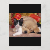 Carte Postale Coussin Kitten (Devant)