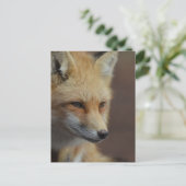 Carte Postale Couteau Renard rouge (Debout devant)