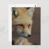 Carte Postale Couteau Renard rouge (Devant / Derrière)