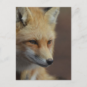 Carte Postale Couteau Renard rouge