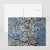 Carte Postale Couvert d'arbre hivernal (Devant / Derrière)