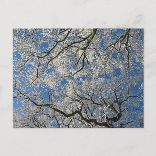 Carte Postale Couvert d'arbre hivernal (Devant)