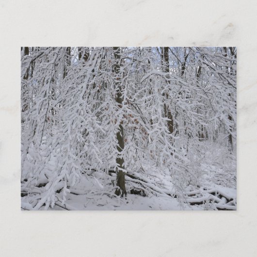Carte Postale Couvert de bouleau enneigé (Devant)