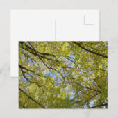 Carte Postale Couvert de feuilles de Ginkgo (Devant / Derrière)