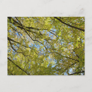 Carte Postale Couvert de feuilles de Ginkgo