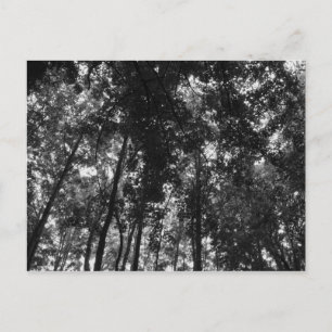 Carte Postale Couvert forestier 01 NB