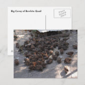 Carte Postale Couverture de la caille Bobwhite (Devant / Derrière)
