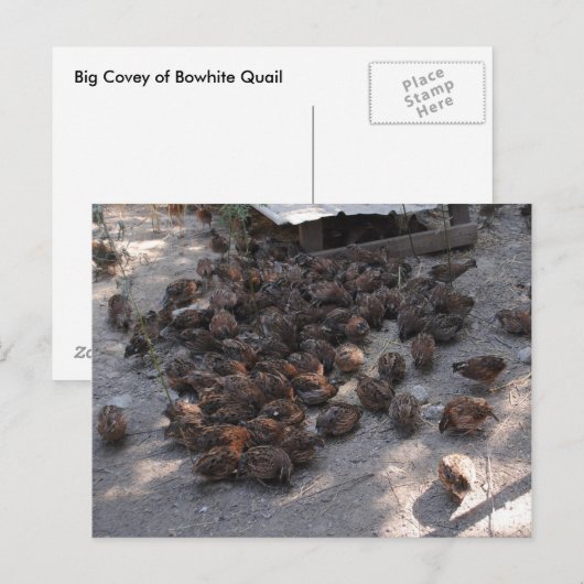 Carte Postale Couverture de la caille Bobwhite (Devant / Derrière)