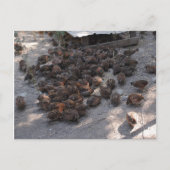 Carte Postale Couverture de la caille Bobwhite (Devant)