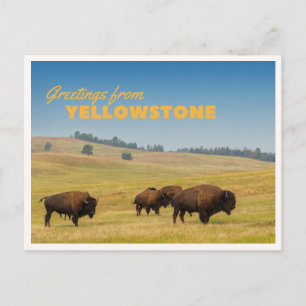 Carte Postale Couverture Rétro Yellowstone Salutations Bison Pât