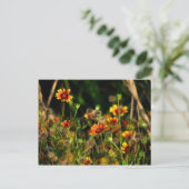 Carte Postale Couvertures indiennes (Debout devant)