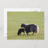 Carte Postale Cow & Calf Yak | Lijiang (Devant / Derrière)