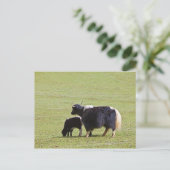 Carte Postale Cow & Calf Yak | Lijiang (Debout devant)