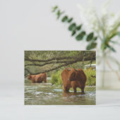 Carte Postale Cow card standing in the water Biesbosch (Debout devant)