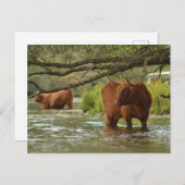 Carte Postale Cow card standing in the water Biesbosch (Devant / Derrière)