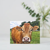 Carte Postale COW Cute (Debout devant)